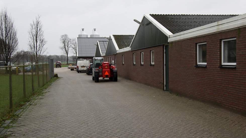Alle vijf stallen staan parallel naast elkaar. Een paar jaar geleden bouwde Salomons een centrale gang voor de eierbanden om alle eieren naar het centrale eierlokaal te transporteren.