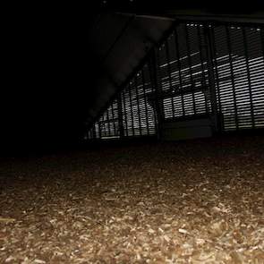 De stallucht moet daarna door een laag houtsnippers van 25 centimeter. „De ammoniak- en fijnstofdeeltjes uit de stallucht blijven achter in de houtsnippers en zo gaat er schonere lucht naar buiten”, legt Frank uit