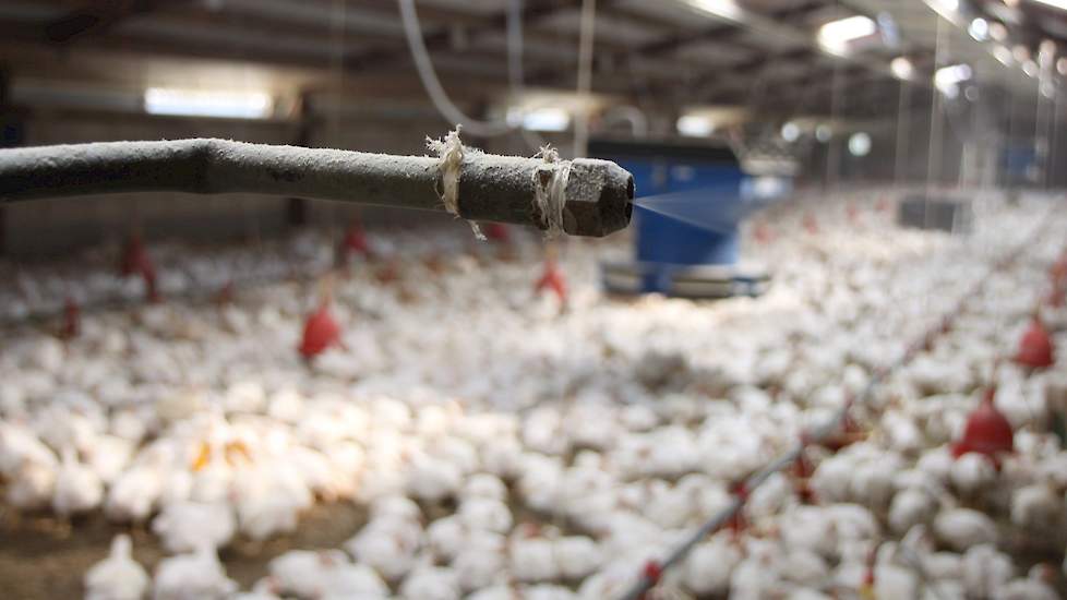 Dick, die een HTS diploma industriële automatisering behaalde, ontwikkelde in 1991 als eerste vleeskuikenhouder in Nederland nevelkoeling. Sinds 1992 werkt hij hiermee. Dick en Ina knapten stal 1 vorig jaar op. Ze lieten ook Multiheaters installeren, die