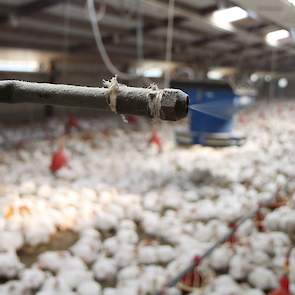 Dick, die een HTS diploma industriële automatisering behaalde, ontwikkelde in 1991 als eerste vleeskuikenhouder in Nederland nevelkoeling. Sinds 1992 werkt hij hiermee. Dick en Ina knapten stal 1 vorig jaar op. Ze lieten ook Multiheaters installeren, die