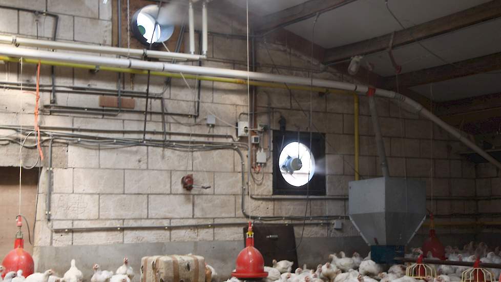 Bruil werkt met open nok ventilatie. In iedere stal zitten slechts vijf ventilatoren. Tijdens het maken van de foto´s heeft Bruil de nevelkoeling aan gezet.