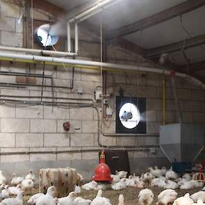 Bruil werkt met open nok ventilatie. In iedere stal zitten slechts vijf ventilatoren. Tijdens het maken van de foto´s heeft Bruil de nevelkoeling aan gezet.