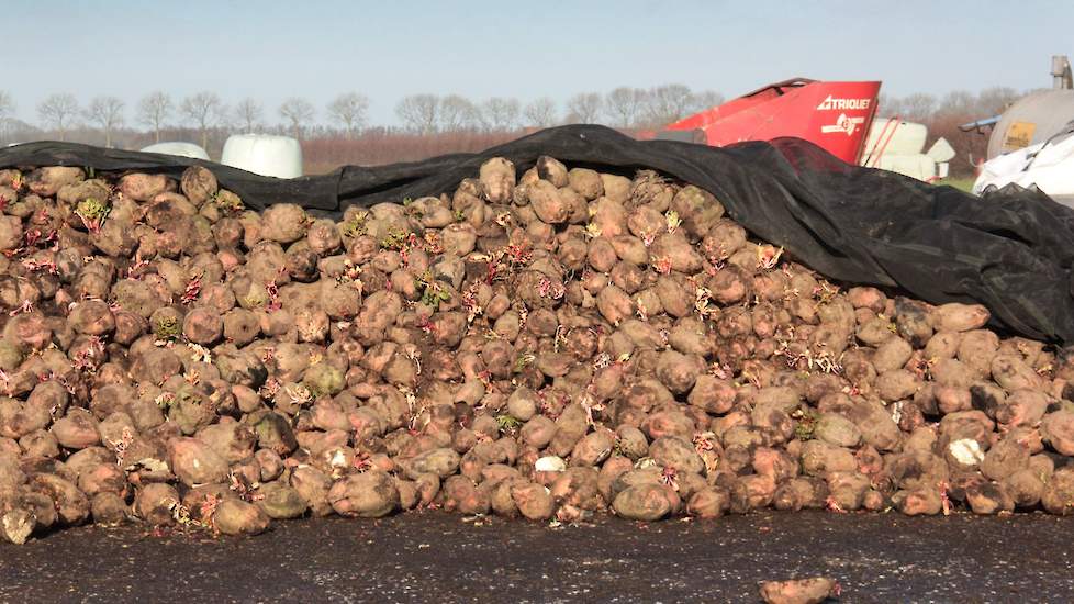 Voederbieten verrijken het rantsoen van de koeien.