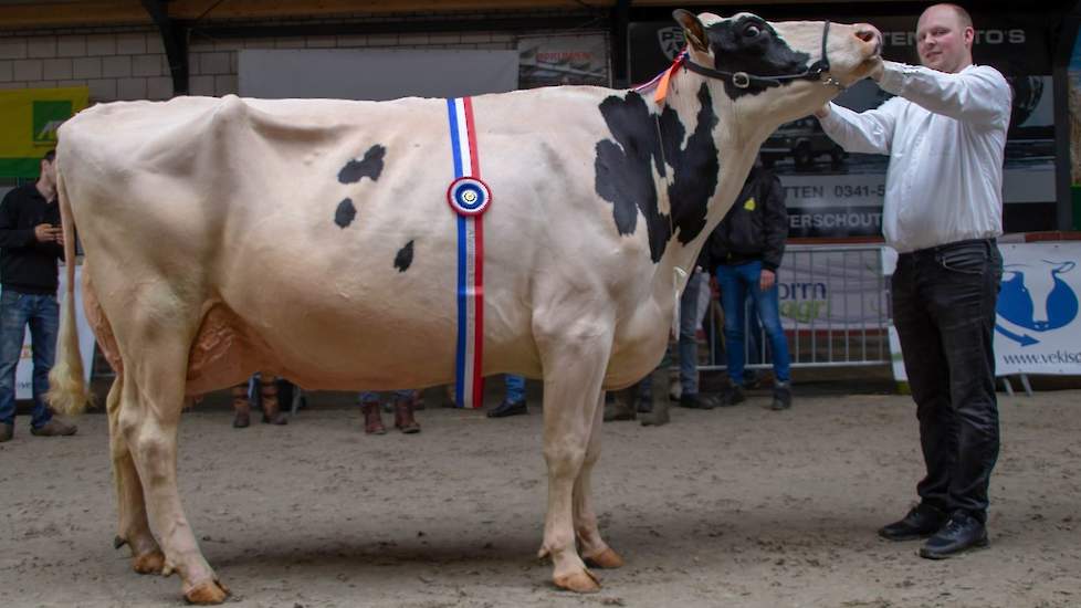 Mogul-dochter BrasilianGirl van vof Schoonhoven-vd Werfhorst uit Noordeinde (GD)