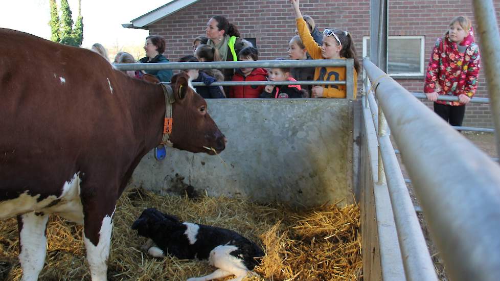 Wat weten kinderen vandaag de dag nog van de boerderij? Waar komt het vlees vandaan en waar de melk, kaas, toetjes en chocolademelk? Het is belangrijk om de kinderen mee te nemen naar het begin van de keten. Tijdens de projectdag ‘Met de klas de boer op’