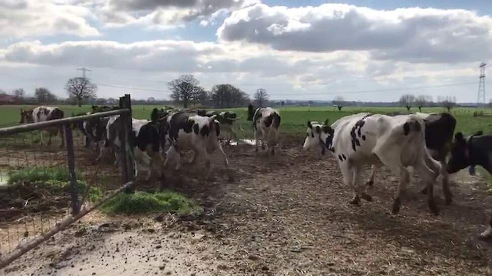Koeiengalop bij melkveehouder Siebes uit Eldrik (GD)
