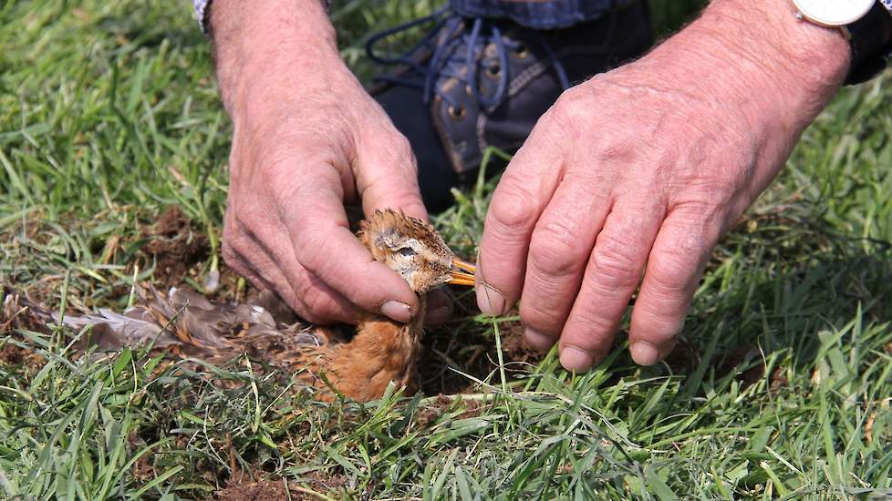 De nesten legt Hipma vervolgens 10 centimeter dieper terug op het land.