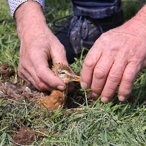 De nesten legt Hipma vervolgens 10 centimeter dieper terug op het land.