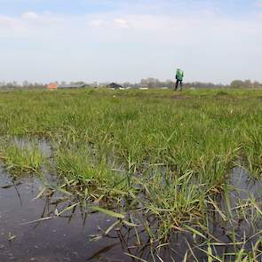 Er zijn ook drie plasdras-gebieden aangelegd waar de grutto voer kan vinden voor z’n jongen.