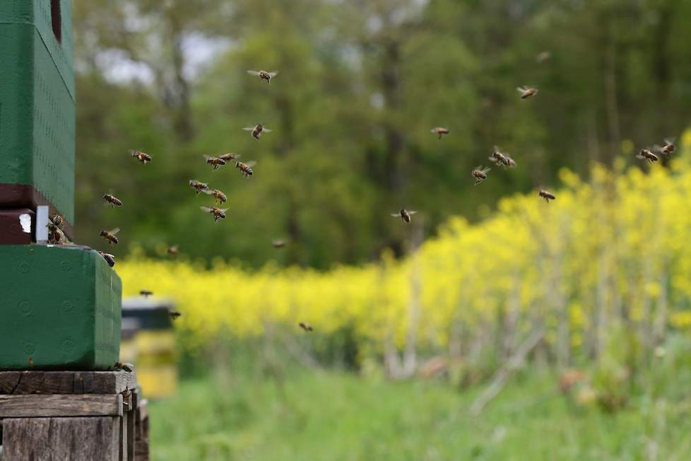 Een boer heeft een bijenkast geplaatst bij een perceel koolzaad.