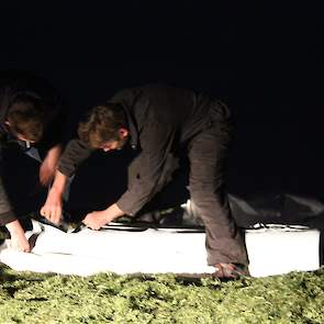 Het is 23.15 uur wanneer de kuilaanrijder het toneel heeft verlaten en het plastic arriveert. De maatschap was zo goed als door het gras heen; de voorraad is weer aangevuld. „Qua eiwit is het afwachten wat het gehalte zal zijn, maar voor biologisch is dit