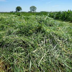 Er lijkt een pak gras op te zitten in de Achterhoek. Koen verwacht tot vanavond laat te zullen maaien om de 60 beoogde hectares er allemaal af te hebben.