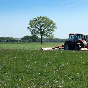 Paardenbloemen en zuring op dit perceel gaan mee de kuil in. Ook een stuk van 5 hectare luzerne zal worden gemaaid. Dit is eerder ook heel goed bevallen; „De eerste snede luzerne hadden we niet eerder in de kuil, wel vorig jaar in de herfst.” De volgende