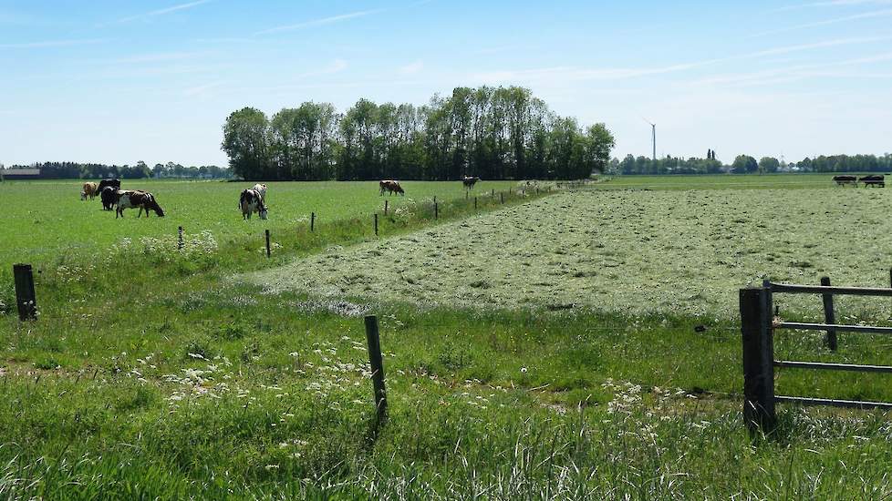 Op de huiskavel is maar één perceel gemaaid om te oogsten voor de winter. Een ander stuk, waar de 100 melkkoeien liepen, is alleen even vlak gemaaid. Er kwam slechts één ronde baal af, wat onderstreept hoe „extreem smakelijk het gras nu is om te weiden”.