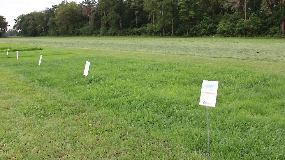 Blijvend grasland scheuren om na een jaar alweer grasland in te zaaien veroorzaakt veel stikstofverlies. Oud grasland kan na scheuren wel 600-700 kilo stikstof per hectare naleveren en veel nitraatuitspoeling veroorzaken. Door geen blijvend grasland te sc