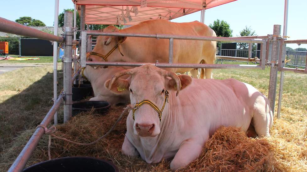 Het Blonde D’Aquitaine Stamboek hield een congres over de voordelen van het Blonde D’Aquitaine-ras. Het motto ‘Blondes boeren Beter’ spreekt volgens de standhouder van het vleesvee vanzelf. De koe kan 13 of 14 jaar op rij een kalf geven.