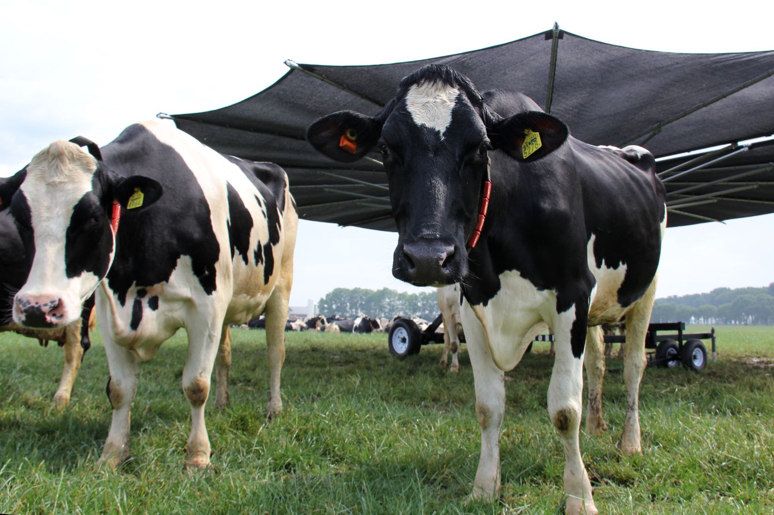 Parasol voor koeien Clearance