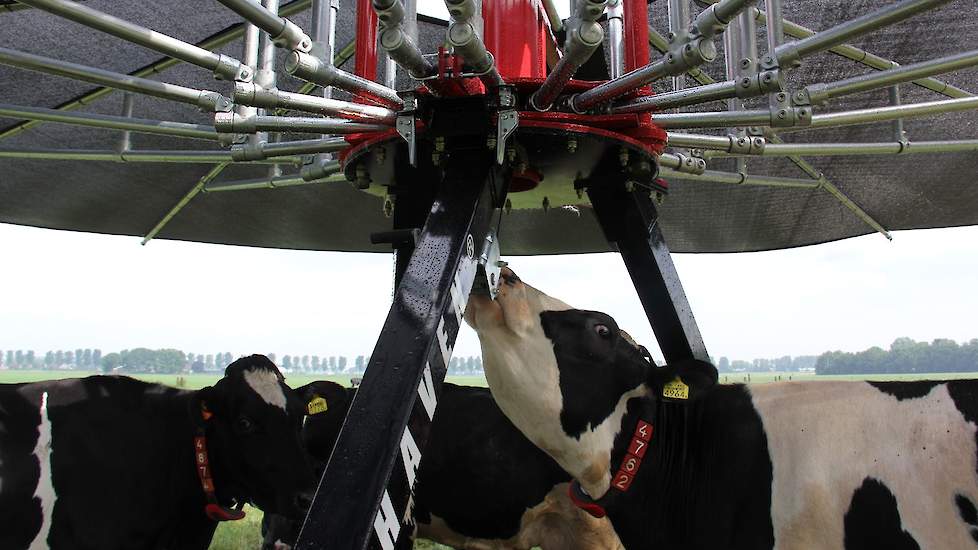 Van de schaduw die hittestress eventueel voorkomt, maken de koeien volgens melkveehouder Willem van der Schans dankbaar gebruik als het echt warm is.