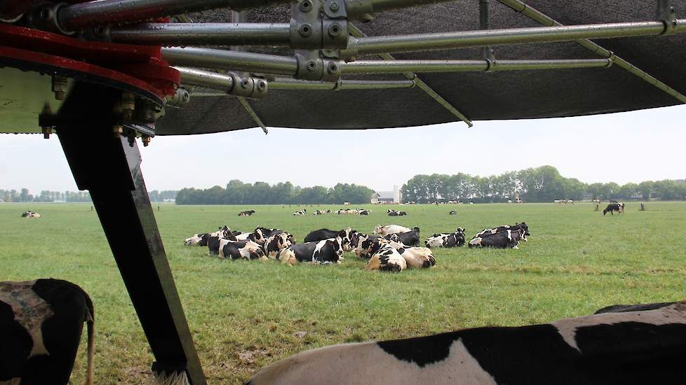 Grappig is dat een groep koeien in de vorm van de parasol, ver náást de parasol is gaan liggen. Waarom is niet duidelijk; het zal toeval zijn.