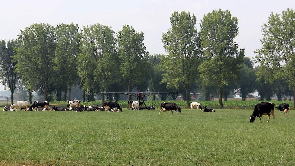 M@m is de naam van het bedrijf dat de parasol in Nederland verkoopt. Opvallen in het landschap doet de parasol niet. Zeker niet tegen een bomenrand ;-)