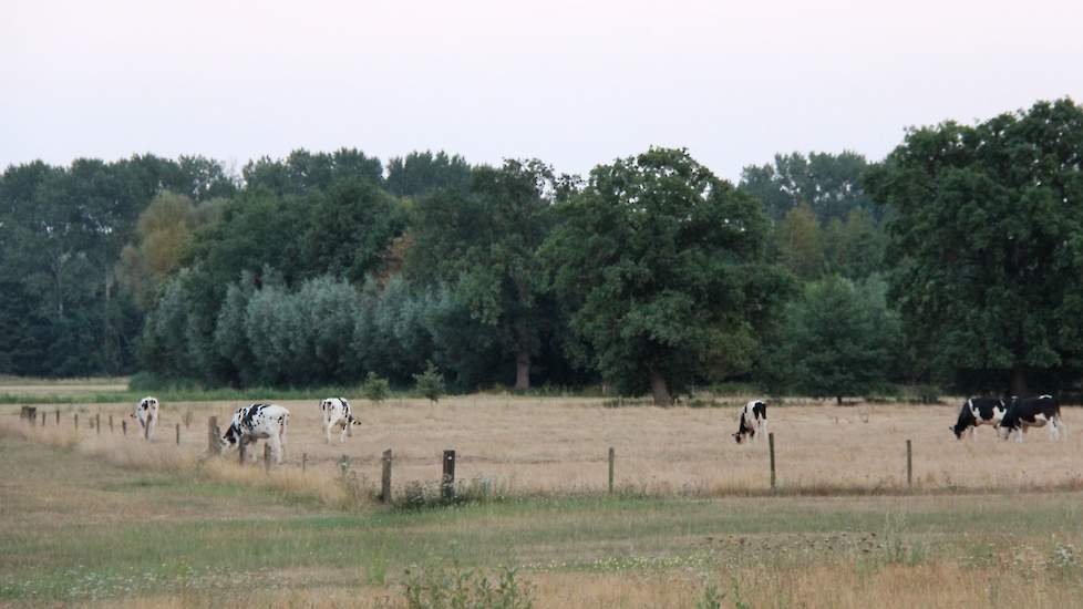 Nabij Doetinchem is vee op zoek naar vreetbare sprieten. Ook in de Achterhoek was het overal heet, maar viel er her en der wel een enkele bui, van niet noemenswaardig tot zeer behoorlijk.