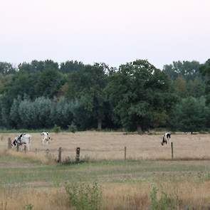 Nabij Doetinchem is vee op zoek naar vreetbare sprieten. Ook in de Achterhoek was het overal heet, maar viel er her en der wel een enkele bui, van niet noemenswaardig tot zeer behoorlijk.