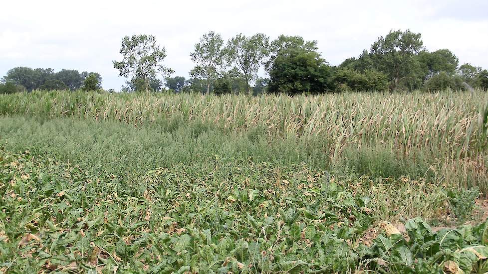 Maïs en bieten lijden onder de droogte en hitte in het algemeen en lijken de strijd tegen de extreme omstandigheden te hebben opgegeven. In de Achterhoek tikte de temperatuur de 40 graden Celsius aan.