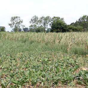 Maïs en bieten lijden onder de droogte en hitte in het algemeen en lijken de strijd tegen de extreme omstandigheden te hebben opgegeven. In de Achterhoek tikte de temperatuur de 40 graden Celsius aan.