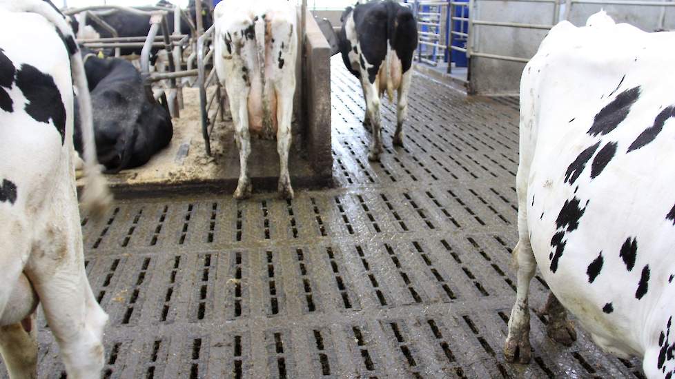 De ecovloer van Anders Beton is al vijf jaar op de markt.