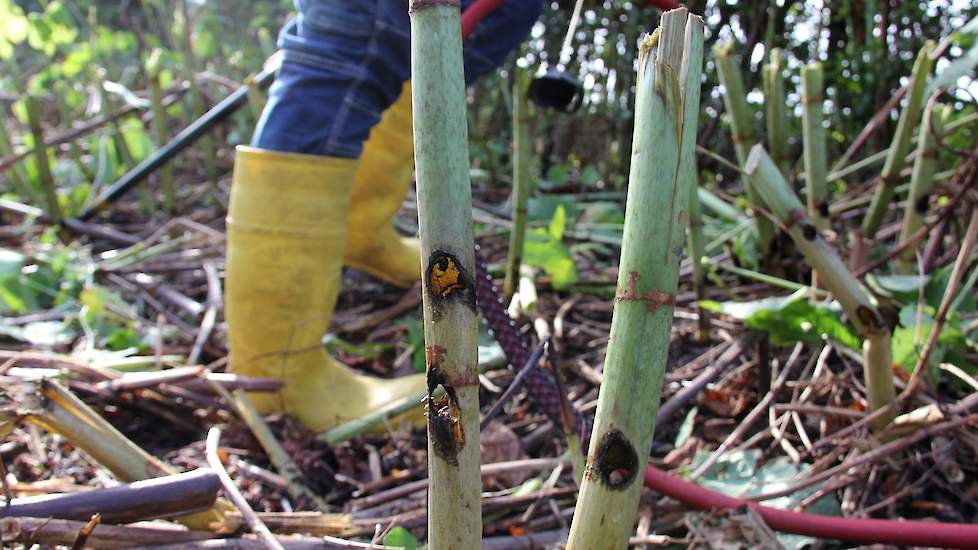 Eerst wordt de plant ‘gekapt’, dat wil zeggen ontdaan van het blad en het grootste deel van de stengel. Daarna wordt de rest van de stengel onder 5.000 volt gezet. Door de hitte wordt er een gat in de stengel geboord zodat het sap de stroom naar de wortel