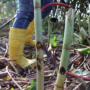 Eerst wordt de plant ‘gekapt’, dat wil zeggen ontdaan van het blad en het grootste deel van de stengel. Daarna wordt de rest van de stengel onder 5.000 volt gezet. Door de hitte wordt er een gat in de stengel geboord zodat het sap de stroom naar de wortel