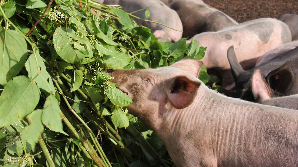 Of het voeren van de woekerplant aan varkens een succes wordt, is nog de vraag.