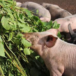 Of het voeren van de woekerplant aan varkens een succes wordt, is nog de vraag.