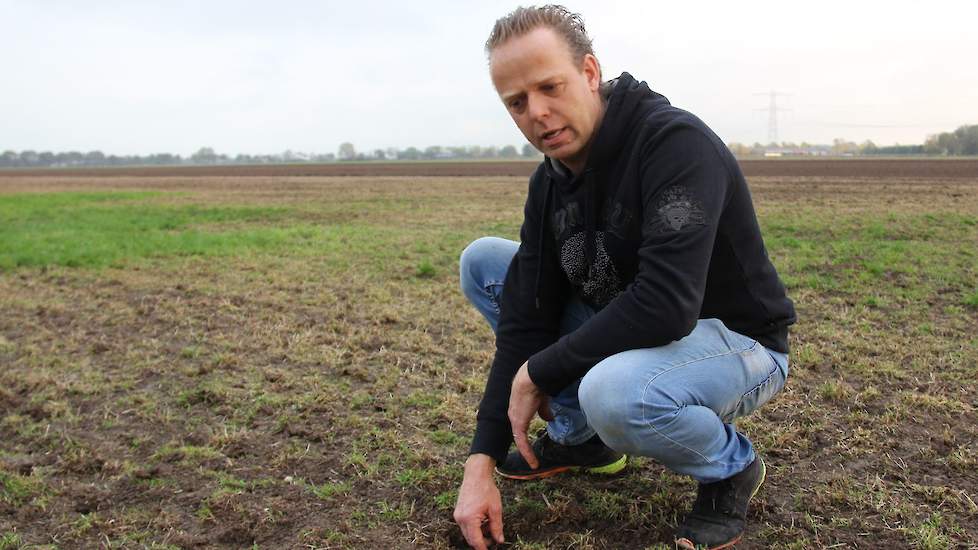 Eind augustus bemerkte de melkveehouder de eerste meer dan gebruikelijke aanwezigheid van de woelmuizen. „Elke herfst zit er wel wat, maar dit was uitzonderlijk door de extreme droogte. Het één na het andere perceel is bruin geworden.”