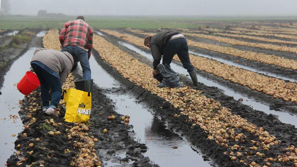 Een halve hectare uien had akkerbouwer Kimmann laten liggen op een perceel bij Hoogeveen dat hij drie jaar geleden diepploegde. Het betreft één van de stukken aan de Trekgatenweg die hij destijds kocht.