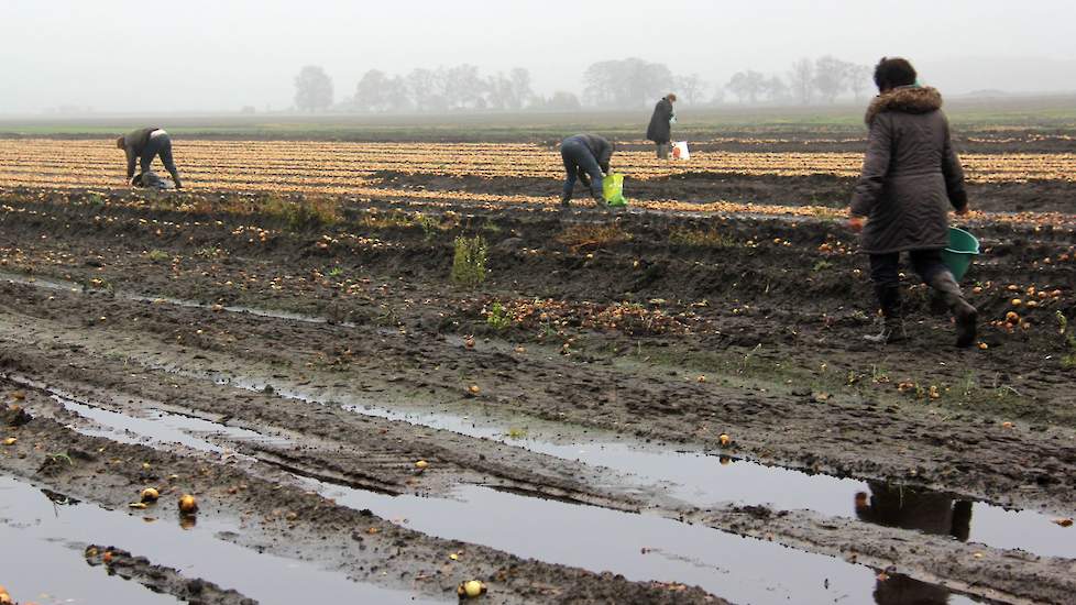 Kimmann verkocht de eerste vrachten uien voor een dubbeltje per kilo; dat vindt hij veel te weinig. Hij heeft met z’n broer 2.000 ton uien in opslag.