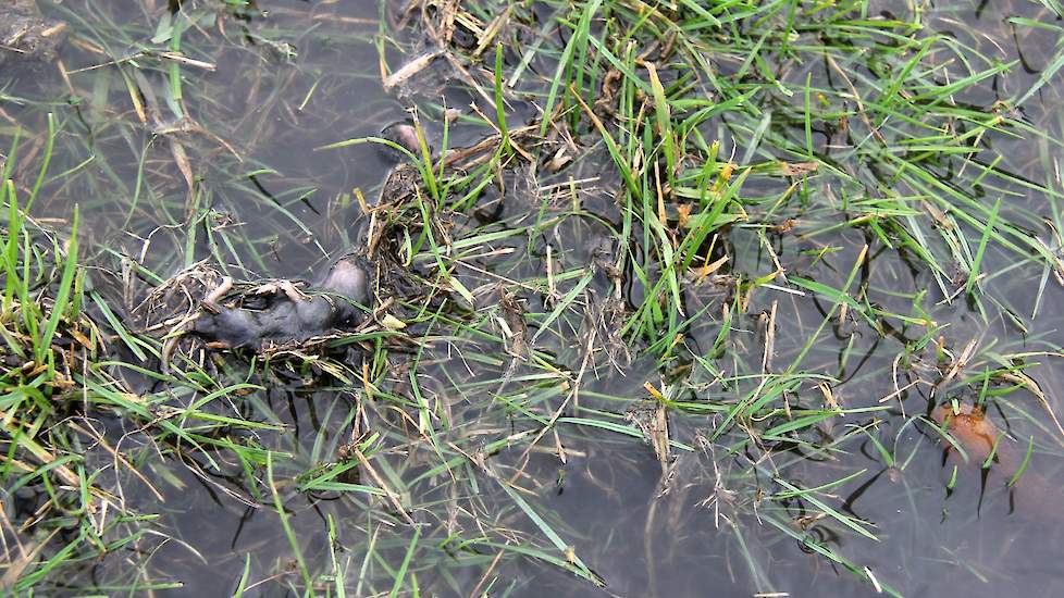 Verdronken muis in het grasland.