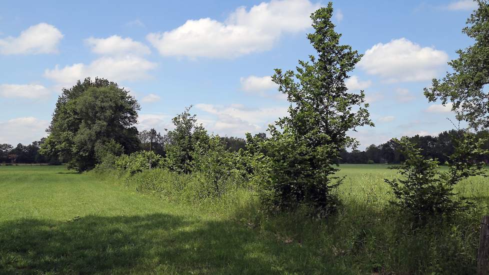 Gevarieerde houtwallen, hagen en singels zijn goed voor de biodiversiteit.
