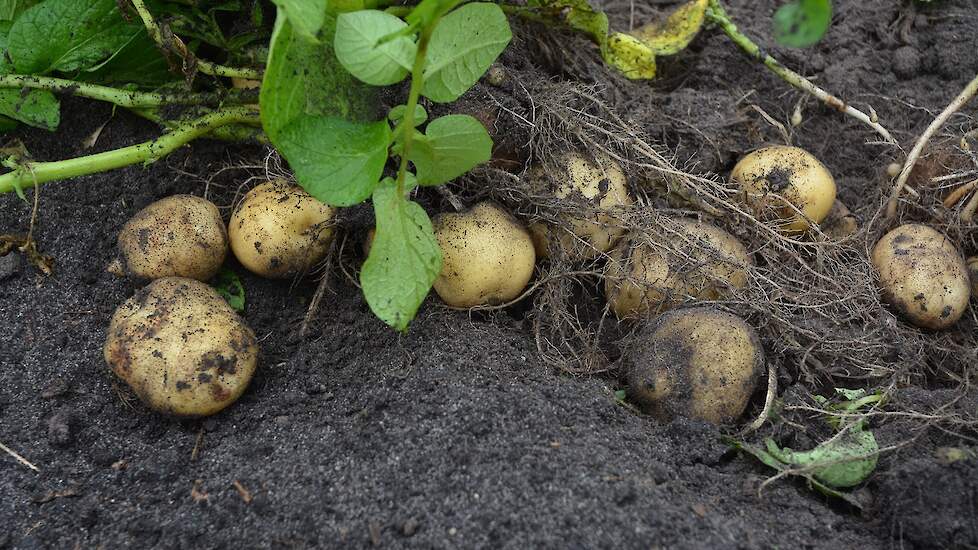Hij oogst hier het ras Parel, een vrij vroege vastkokende aardappel die alleen op de zandgronden in Drenthe, Overijssel en Gelderland wordt geteeld. „Een soort Opperdoezer maar dan in het oosten.” Bakker raapt per dag zo’n tien kratjes, goed voor circa 20