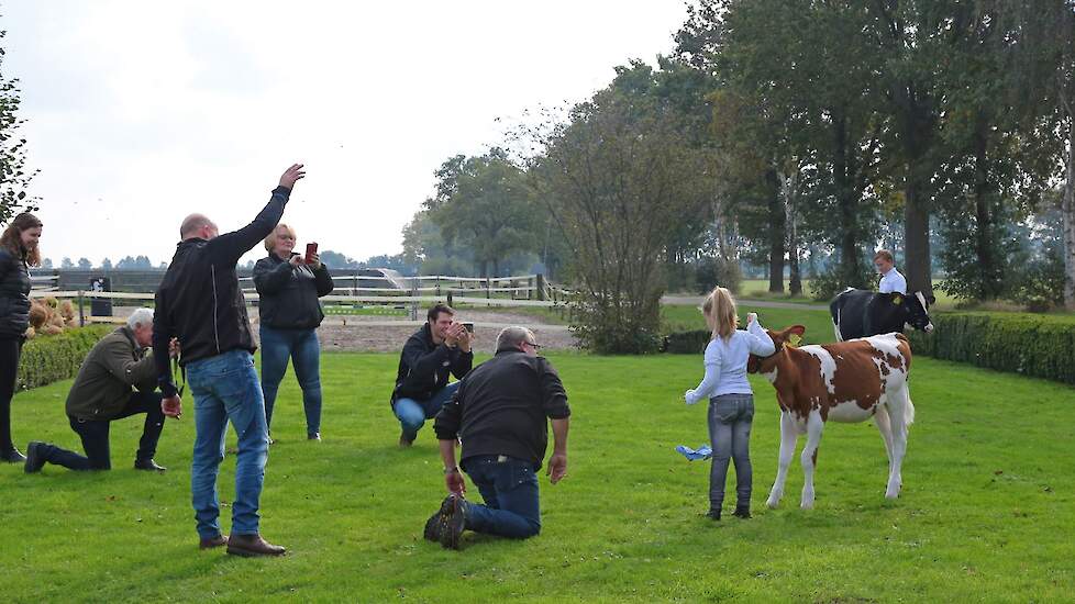 De hele familie wordt ingezet en trukendoos open gehaald om kalf en kind in de goede positie te krijgen voor de eindfoto.
