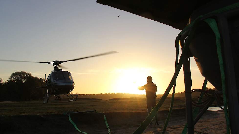 Tijdens de zonsopgang wordt begonnen aan het herstel van het heidegebied. Het strooien zal tien werkdagen in beslag nemen.