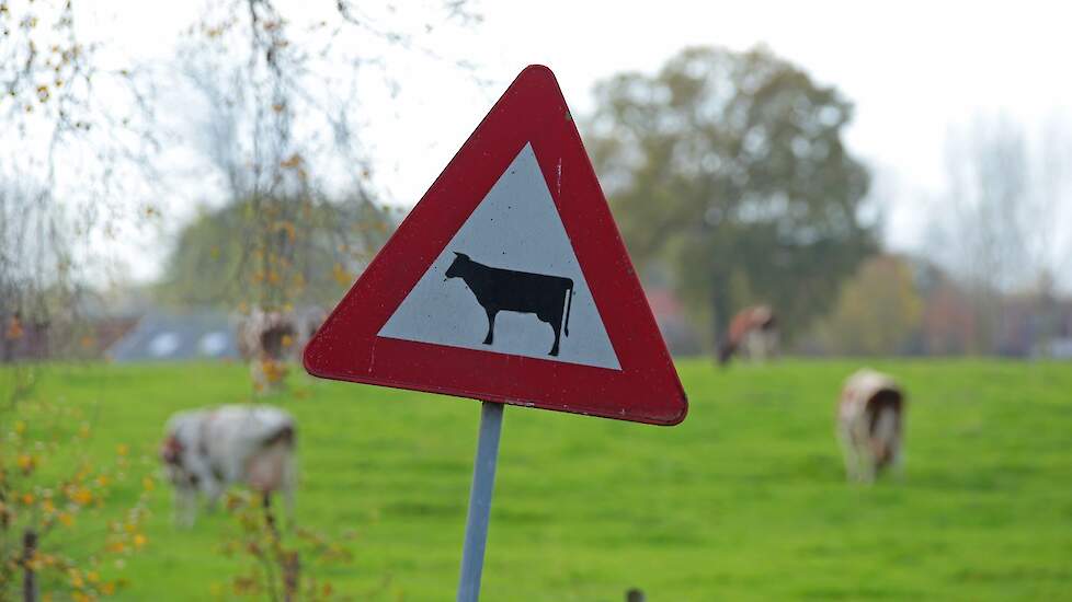 Bord, overstekende koeien. Landschap op de achtergrond.
