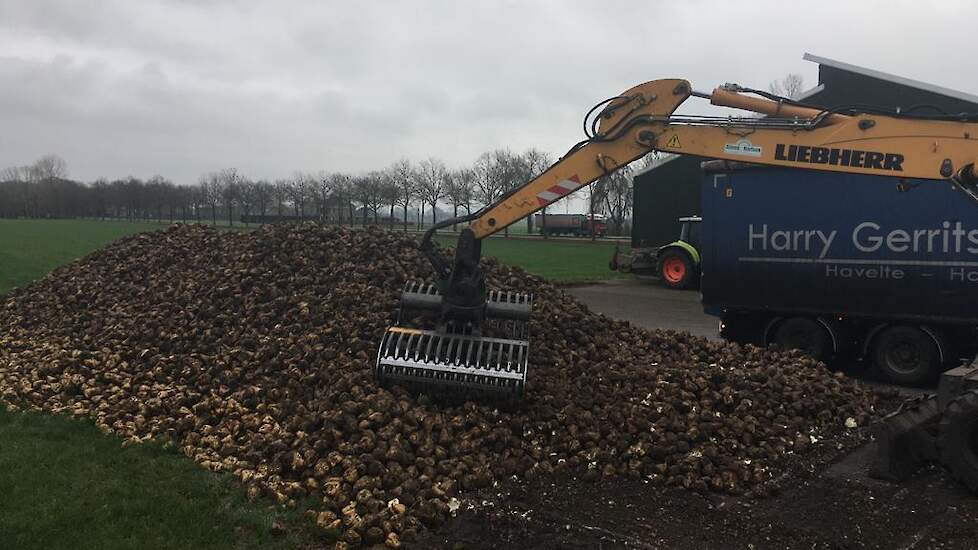 De opbrengst weet Eggens nog niet, maar het lijkt volgens hem normaal. „Rond de 85 ton netto.” Over het suikergehalte kan hij nog geen uitspraken doen. Cosun Beet Company constateert dat het suikergehalte de laatste weken verder terugloopt, als gevolg van