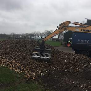 De opbrengst weet Eggens nog niet, maar het lijkt volgens hem normaal. „Rond de 85 ton netto.” Over het suikergehalte kan hij nog geen uitspraken doen. Cosun Beet Company constateert dat het suikergehalte de laatste weken verder terugloopt, als gevolg van