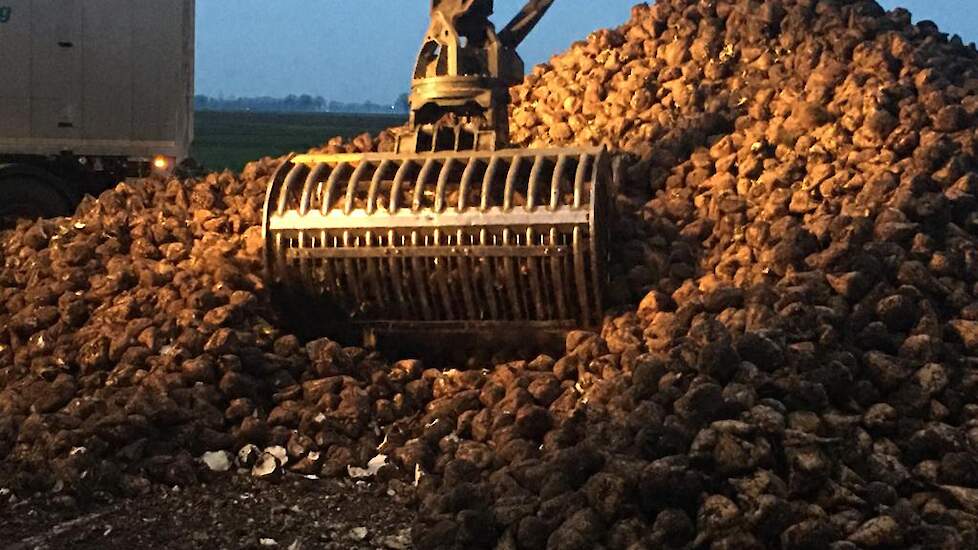 De bieten zijn na het rooien tien dagen afgedekt met een toptex-kleed. „Hierdoor waren ze mooi droog bij het verladen.”