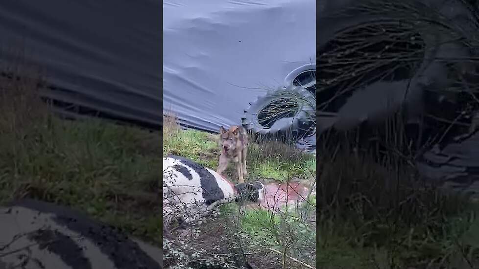 Gespotte wolf in Leuvenum blijkt Italiaans