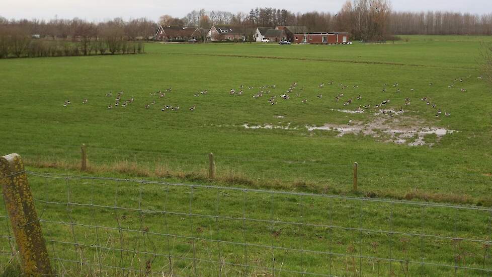 Altforst ligt in het Land van Maas en Waal. „We hebben hier weilanden vol met watervogels gezien. Net als andere jaren. Maar we hebben geen dode watervogels gezien”, zegt de pluimveehouder. Hij benadrukt dat Nederland net op tijd was met de ophokplicht op