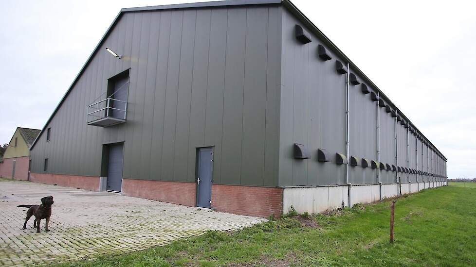In 2012 verbouwde van Beek het voormalige kooibedrijf om naar vleeskuikenouderdieren: renoveerde stal 1 en bouwde een nieuwe twee etage stal, stal 2 en 3. „In de onderste etage, stal 2, zagen we de eerste verschijnselen op dinsdag 27 oktober”, zegt Thom t