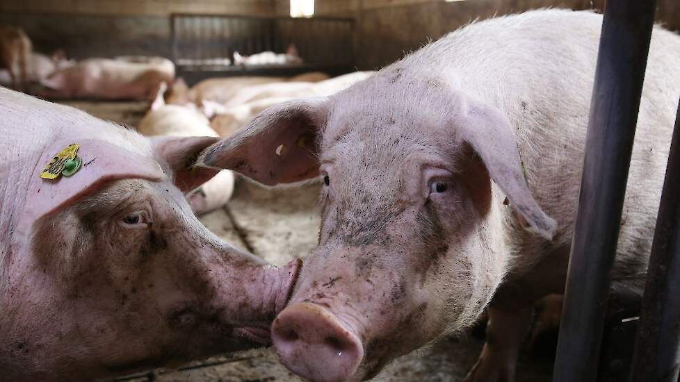 Hiervoor werden de zeugen met de PIC 408 en 410-eindberen geïnsemineerd. „Maar toen had ik veel last van staartbijters. Daar wilde ik vanaf. Daarom ben ik naar de Tybor overgestapt", legt Kok uit.