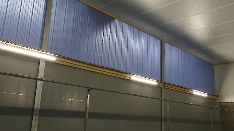 In zijn stal heeft Kok speciale aluminium panelen hangen die daglicht doorlaten in de verschillende afdelingen.